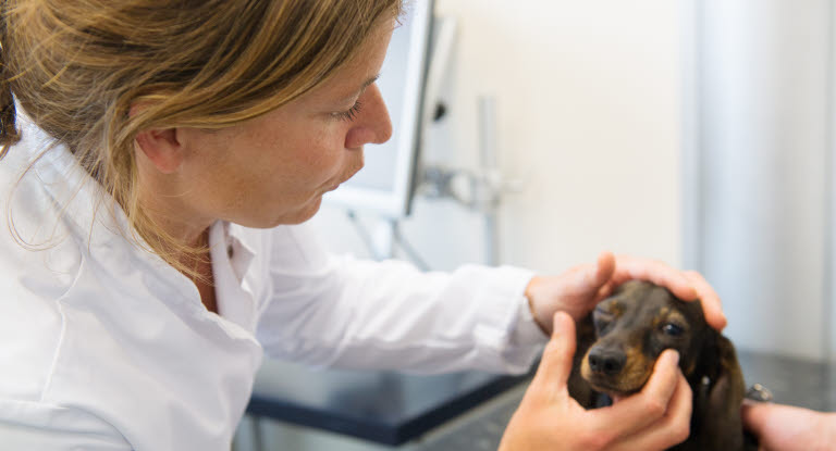 Dackel wird vom Tierarzt untersucht