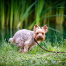 Ein Hund, der Probleme hat, sein Geschäft zu verrichten, kann verschiedene Symptome zeigen.