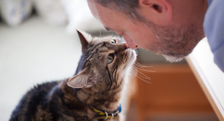 Katze Nase Kuss Mann