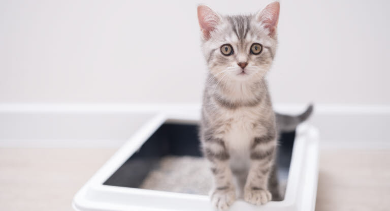 Warum pinkelt meine Katze Blut?