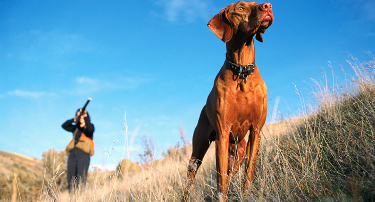 Hund bei der Jagd