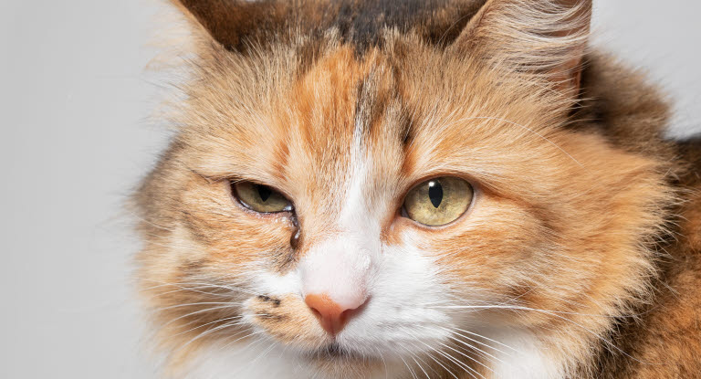 Katze mit Augenentzündung an einem Auge.