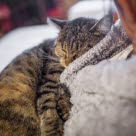 Katzen haben unterschiedliche Toleranzgrenzen, was Streicheln angeht. Daher ist es sehr wichtig, herauszufinden, was gerade deine Katze mag und wie lange sie gestreichelt werden möchte, damit du rechtzeitig aufhörst.