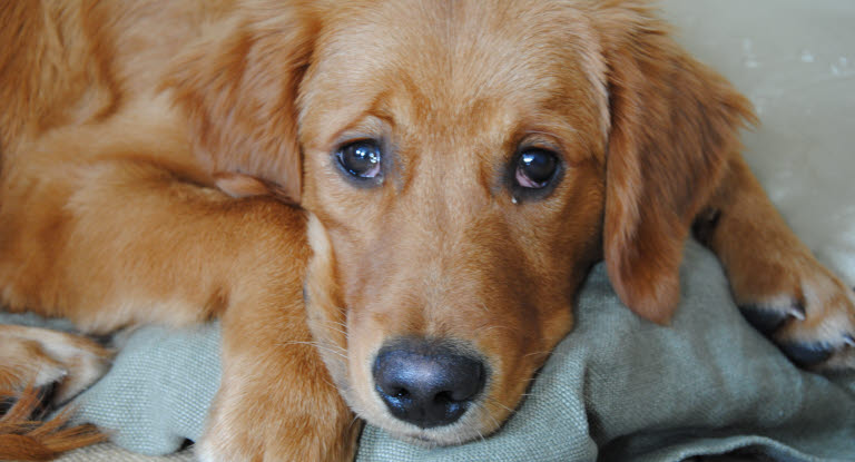 Hunde können an Nierenversagen leiden.