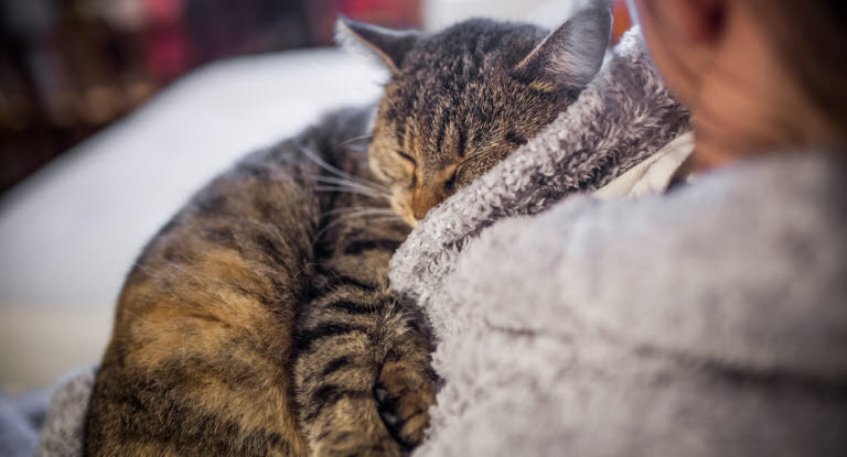 Katzen haben unterschiedliche Toleranzgrenzen, was Streicheln angeht. Daher ist es sehr wichtig, herauszufinden, was gerade deine Katze mag und wie lange sie gestreichelt werden möchte, damit du rechtzeitig aufhörst.