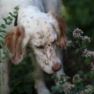 Hund schnüffelt an Blumen im Garten