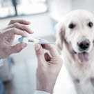 Miss die Temperatur deines Hundes, wenn du vermutest, dass er Fieber hat.