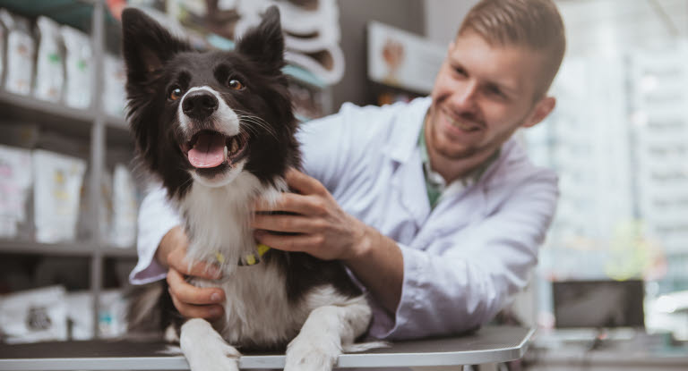 Hund beim Tierarzt