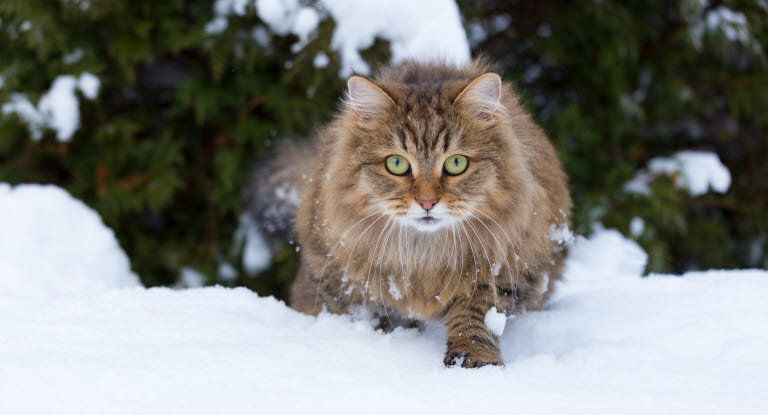 Katze im Schnee