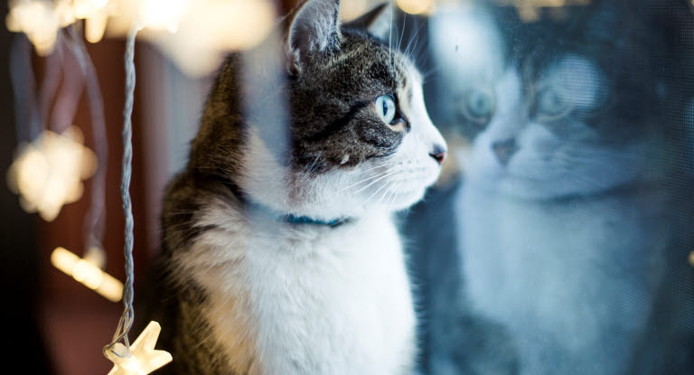 Katze am Fenster