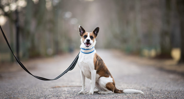 Hund an Leine beim Gassigehen