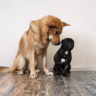 Hunde beschnüffeln sich