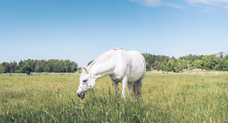 Pferd auf abgefressener Weide