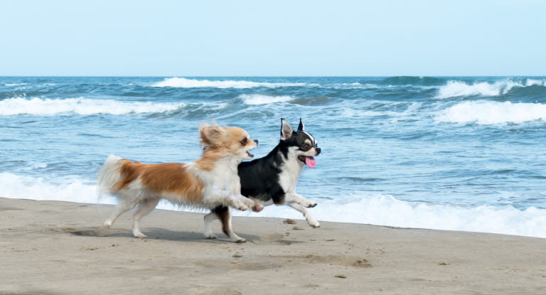 Kleine Hunde lauft am Strand.