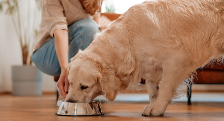 Ein Hund mit einer leichten Darmentzündung kann eine Schonkost benötigen, um sich zu erholen.