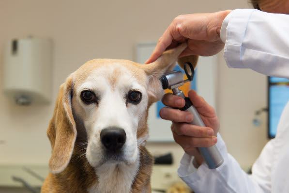  Tierarzt beim Hundetreffen