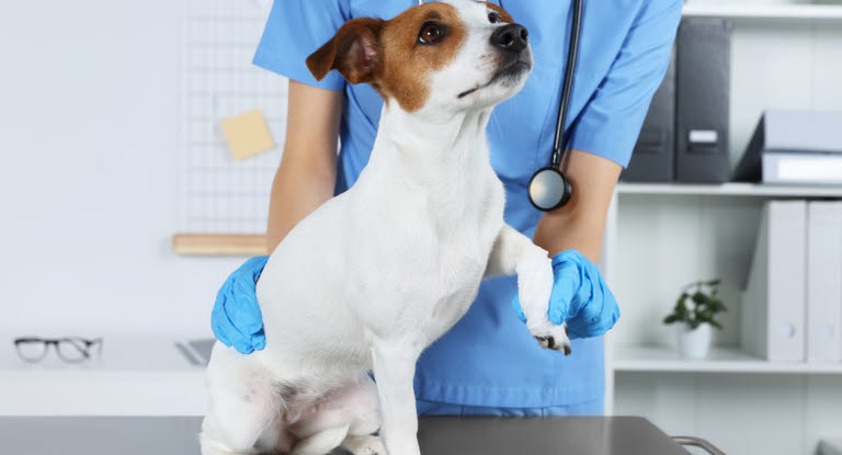 Untersuchung Lahmheit beim Hund