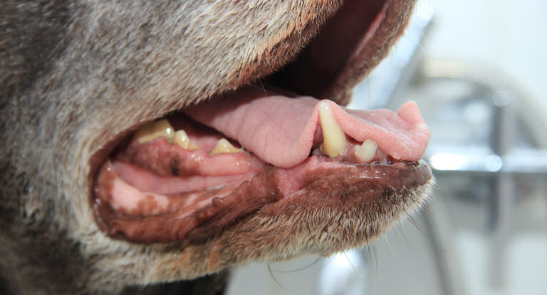 Zahnfleischentzündungen (Gingivitis) bei Hunden werden hauptsächlich durch bakterielle Beläge am Zahnfleischrand verursacht.