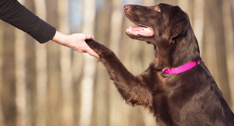 Hund gibt Mensch Pfote
