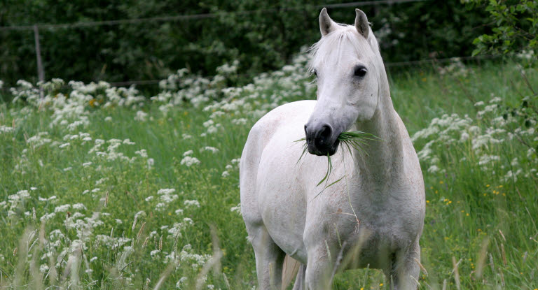 Pferde auf nährstoffreichen Wiesen haben ein höheres Risiko auf Hufrehe
