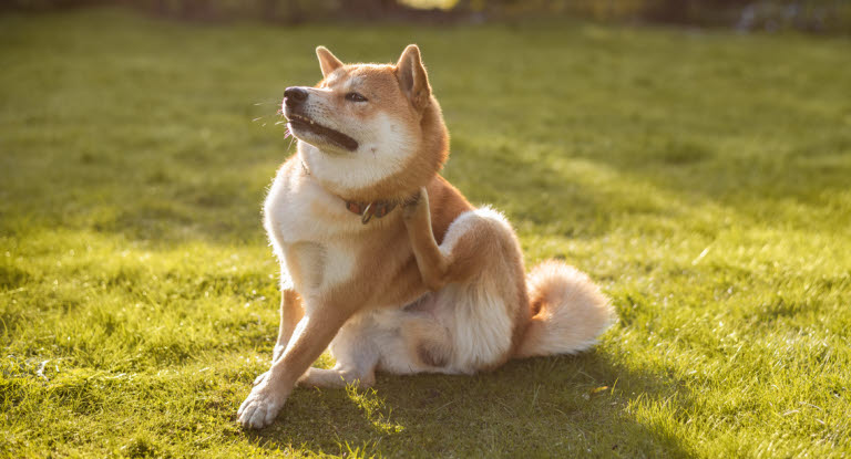 Dass sich der Hund ungewöhnlich häufig kratzt, kann ein Anzeichen für Juckreiz sein.