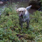 Dreckiger Hund im Wald.