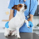 Untersuchung Lahmheit beim Hund