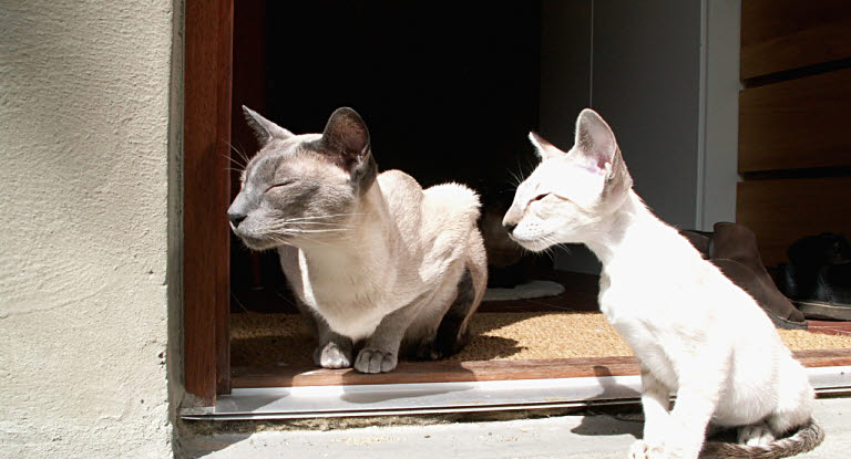 Siamkatze Profil