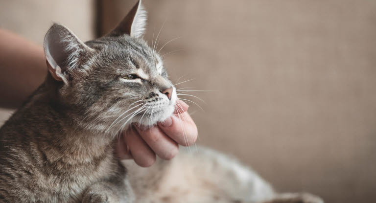 Diabetes betrifft viele Katzen.