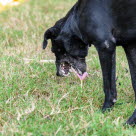 Hund erbricht auf Gras