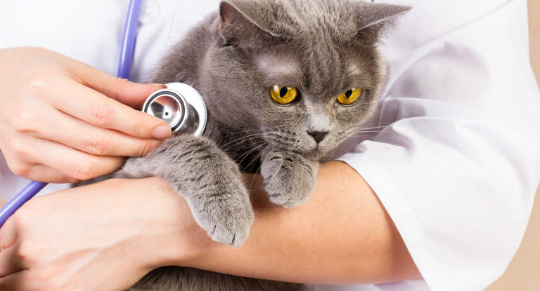 Katze wird mit Stetoskop untersucht