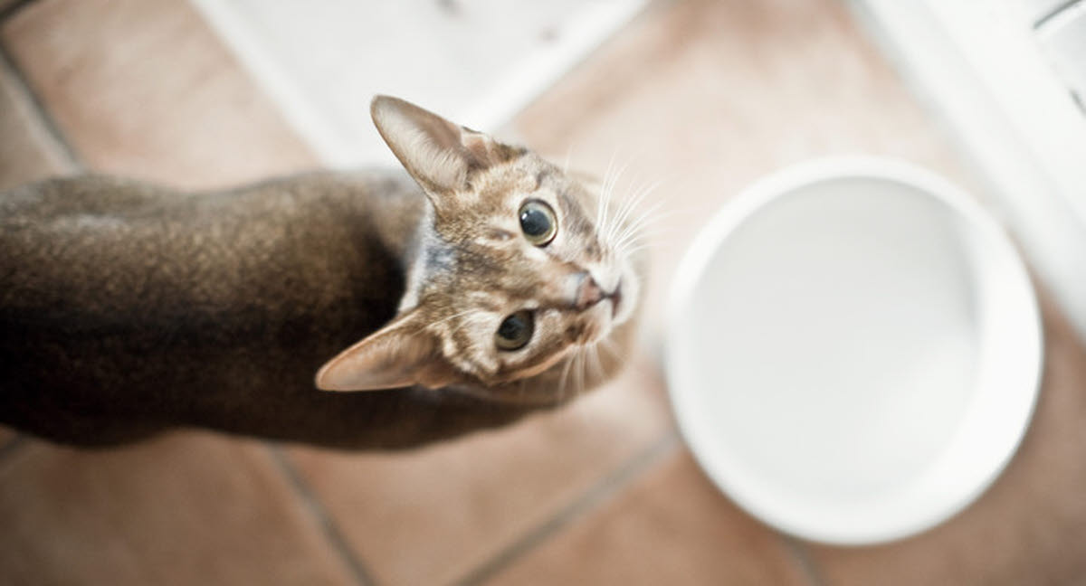 Die beste Art der Katzenfütterung | Mehr erfahren - Agria Tierversicherung