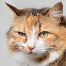 Katze mit Augenentzündung an einem Auge.
