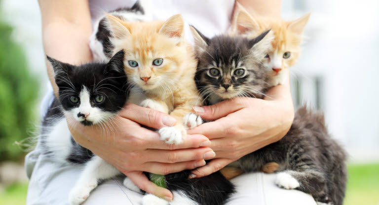 Kitten im Arm