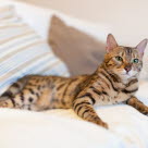 Katze liegt auf Sofa