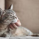 Diabetes betrifft viele Katzen.