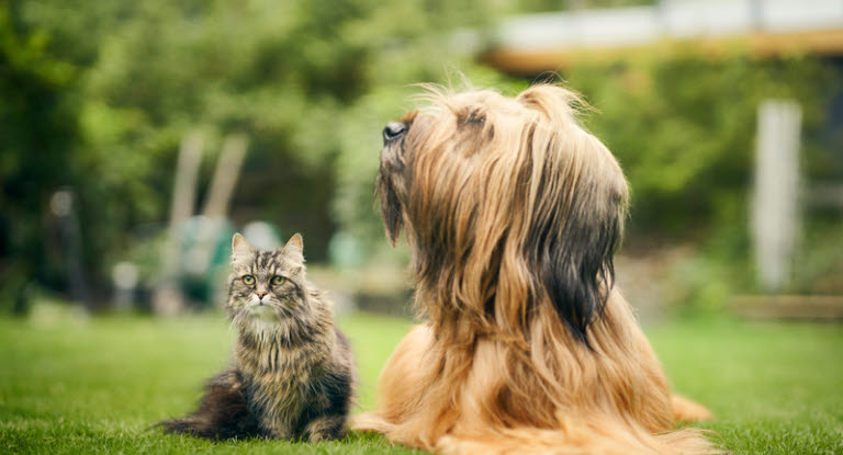 Agria und SLU stiften den Großen Forschungspreis für Veterinärmedizin.
