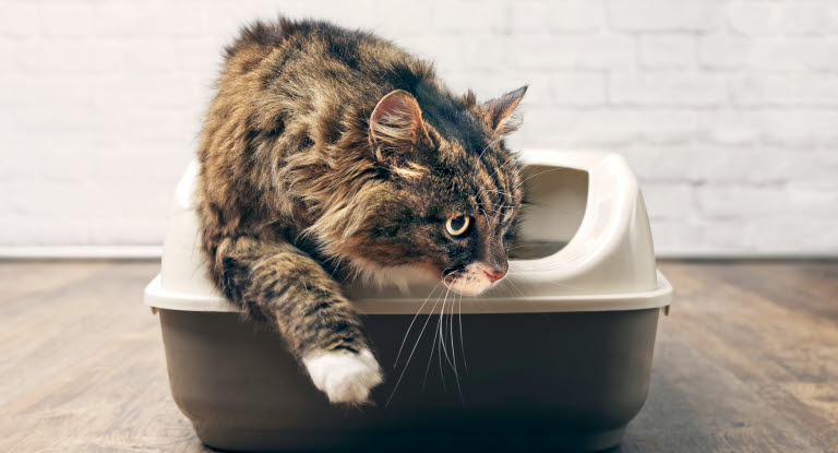 Wenn deine Katze nicht normal Kot absetzt, kann dies mehrere Ursachen haben.