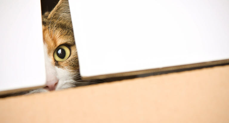 Katze, die sich versteckt