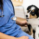  Hund beim Tierarzt