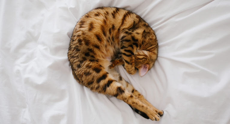 Katze auf Bett ausgestreckt