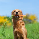 Hund mit Karotte im Maul