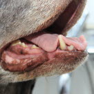 Zahnfleischentzündungen (Gingivitis) bei Hunden werden hauptsächlich durch bakterielle Beläge am Zahnfleischrand verursacht.