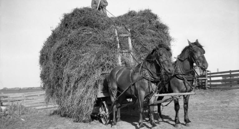 Mann arbeitet auf dem Feld mit Pferden historisches Bild