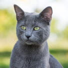 Russian Blue Katze Augen