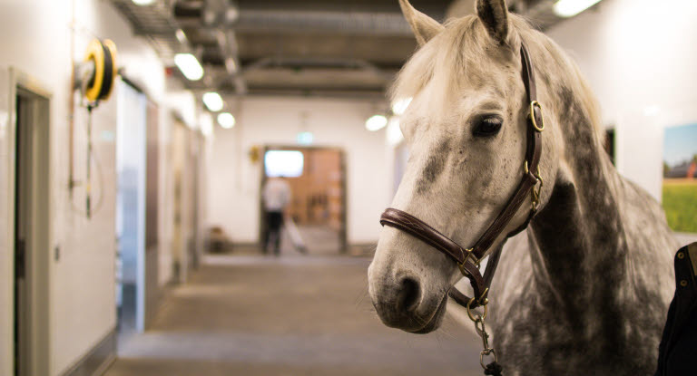 Bei Verdacht auf Magengeschwüren beim Pferd kann ein Besuch in der Klinik notwendig sein. 