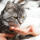 Katze bekommt von ihrer Besitzerin eine Kortisontablette.