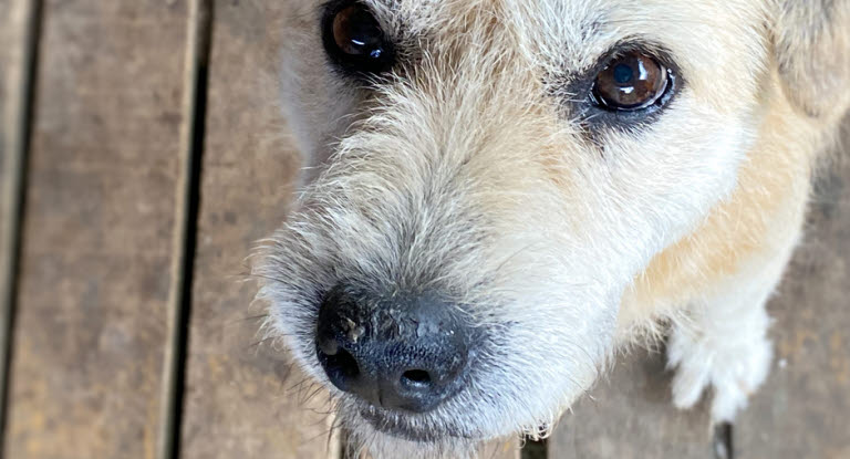 Ein Hund mit trockener Nase.