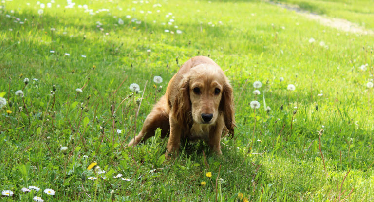 Ein Hund, der häufig und nur kleine Mengen uriniert, kann ein Anzeichen für Harnsteine sein.
