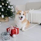 Hund mit Geschenk vor Weihnachtsbaum